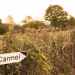 Chemin vers le Carmel